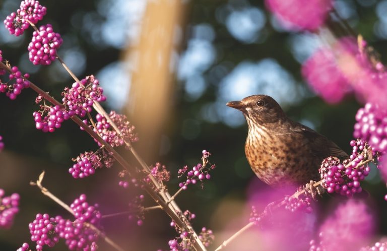 Close up of starling bird sitting in amongst pink purple berry fruit of the Callicarpa Bodinieri Imperial Pearl plant, photographed in late autumn at a garden in Wisley, Surrey, UK.