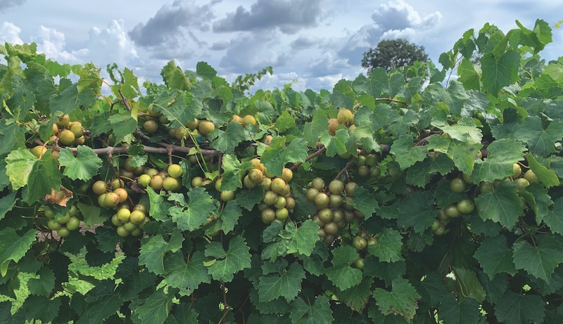 Green muscadine grape vine ripe for picking
