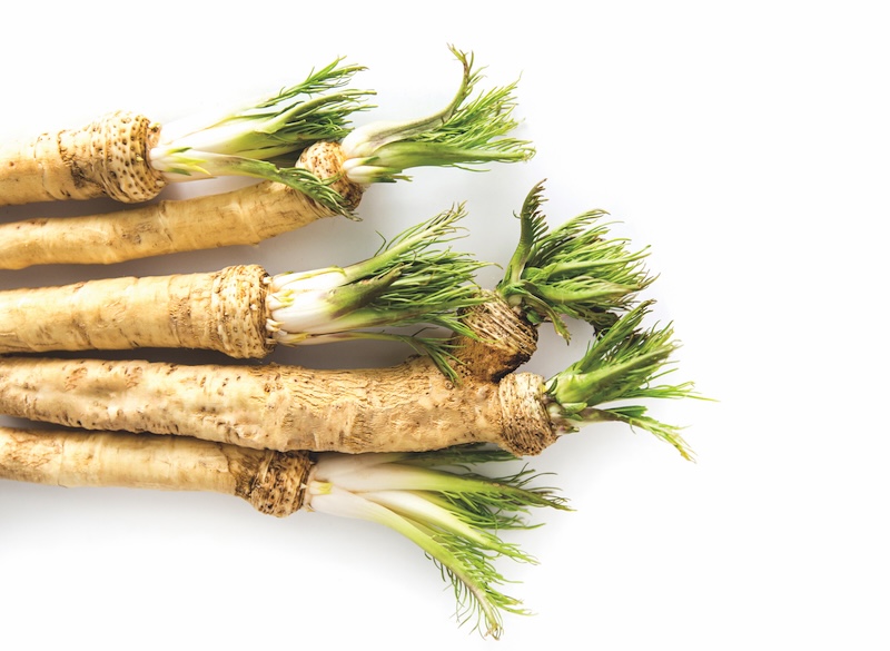 Horseradish roots isolated on white background. Fresh horseradish.  bunch of freshly harvested horseradishes on a white background.