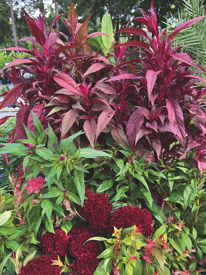 Build depth by layering textures and colors. Two shades of celosias, an annual perfect for fall, create just the right amount of contrast.