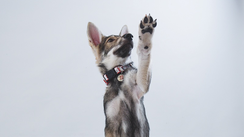 Tuffy III 
North Carolina State University