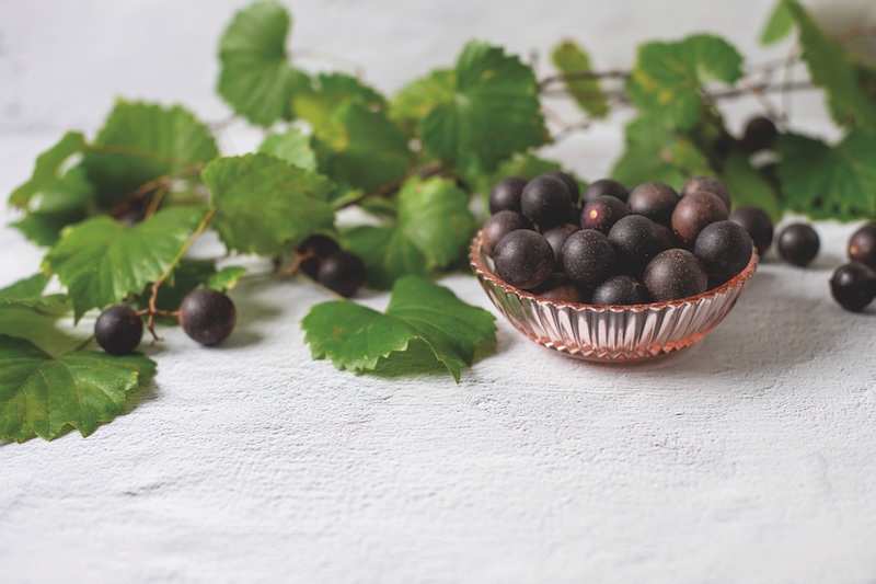 Freshly Picked Muscadines in a Pink Bowl on a White Background with Muscadine Vines