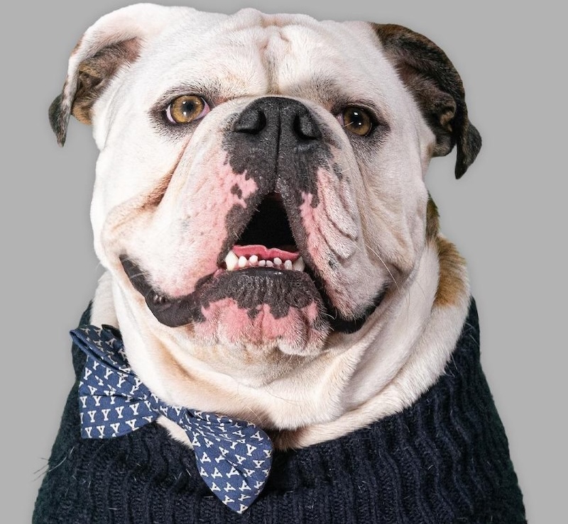 Handsome Dan XIX Yale University