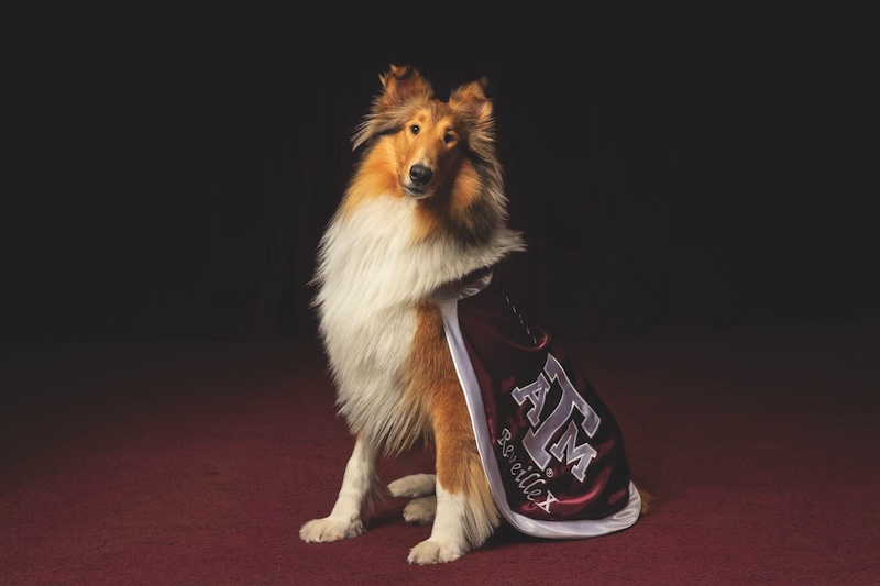 Reveille X Texas A&M University