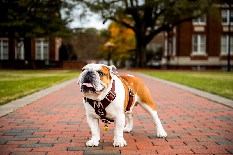 Bully XXII 
Mississippi State University