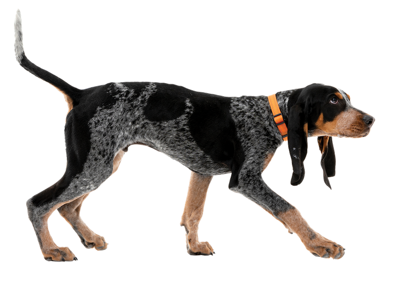Smokey XI University of Tennessee