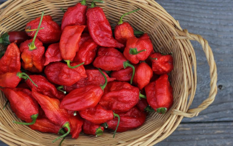 Harvested ghost peppers in a woven basket