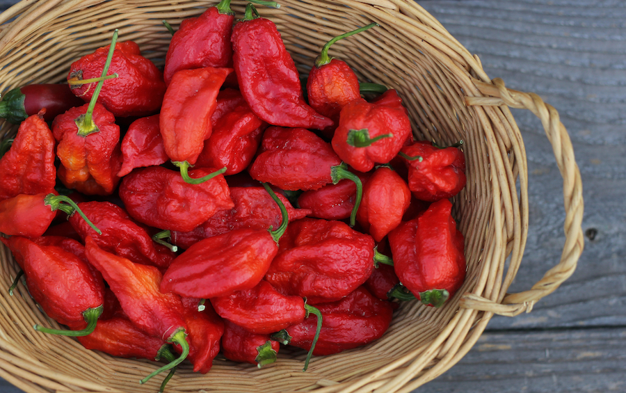 Harvested ghost peppers in a woven basket