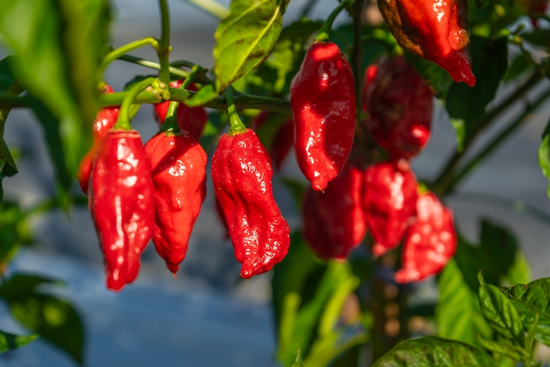 Ghost Peppers growning
