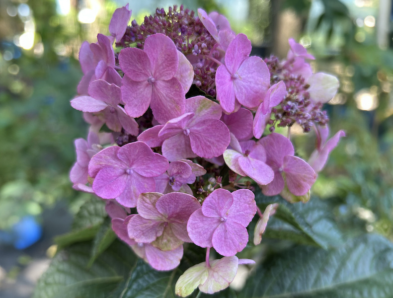 Hydrangea with macrophylla