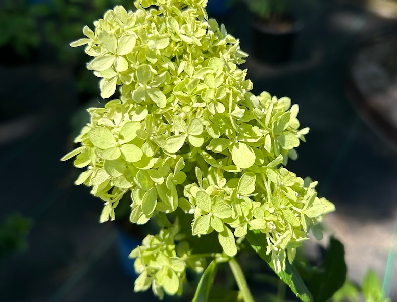 Hydrangea with paniculata