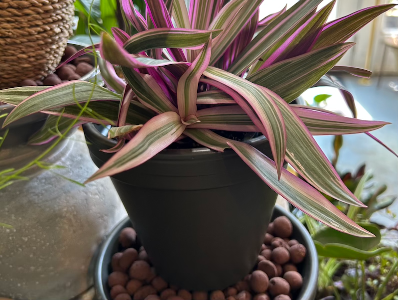 Single potted plant with pebble tray.