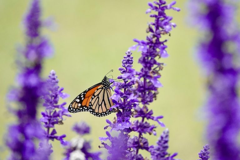 A monarch butterfly pausing on purple sage at Pinckney Island National Wildlife Refuge.