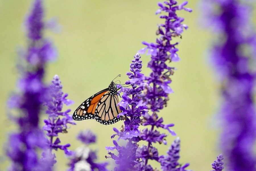 A monarch butterfly pausing on purple sage at Pinckney Island National Wildlife Refuge.