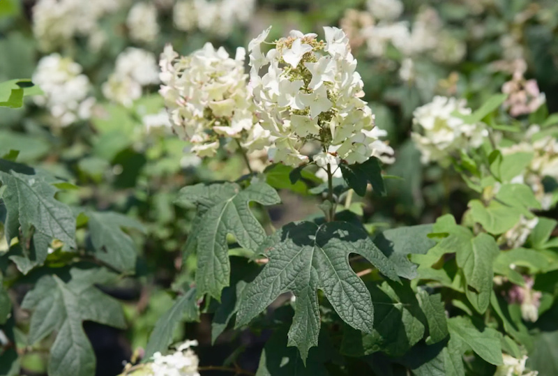 Oakleaf Hydrangeas