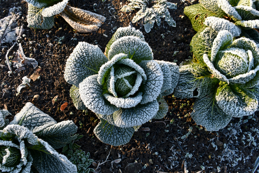Frost covered cabbage