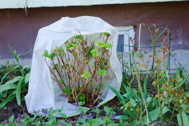 Garden hydrangea covered with a protective cover