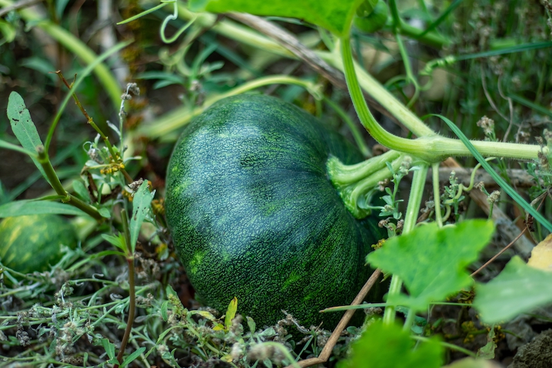 Acorn squash growing
