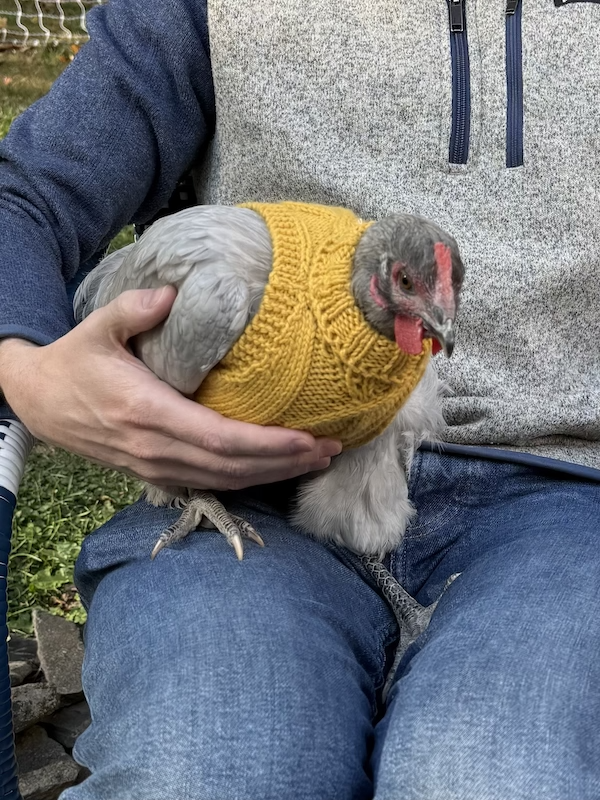 Chicken wearing a sweater by Caitlin Piette