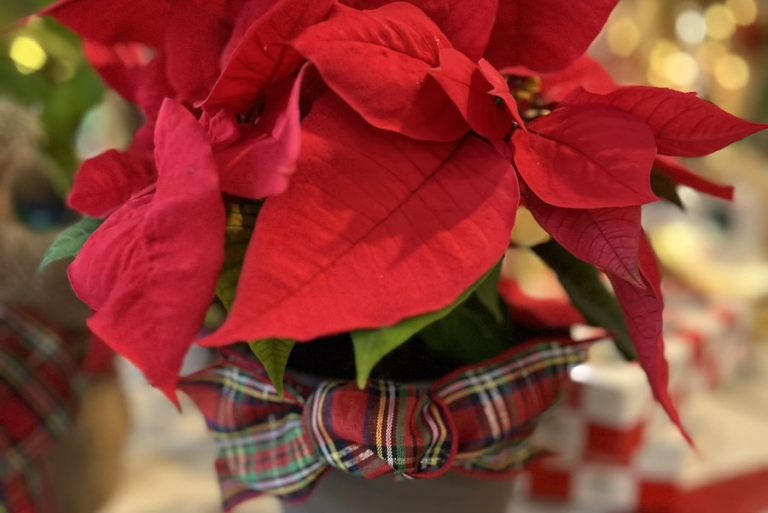 Poinsettia