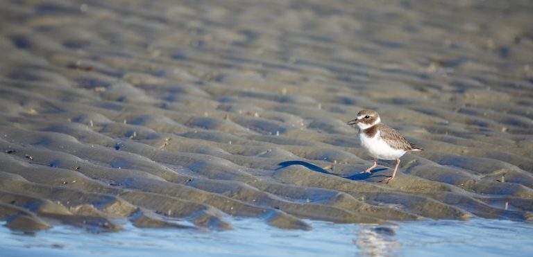beach bird