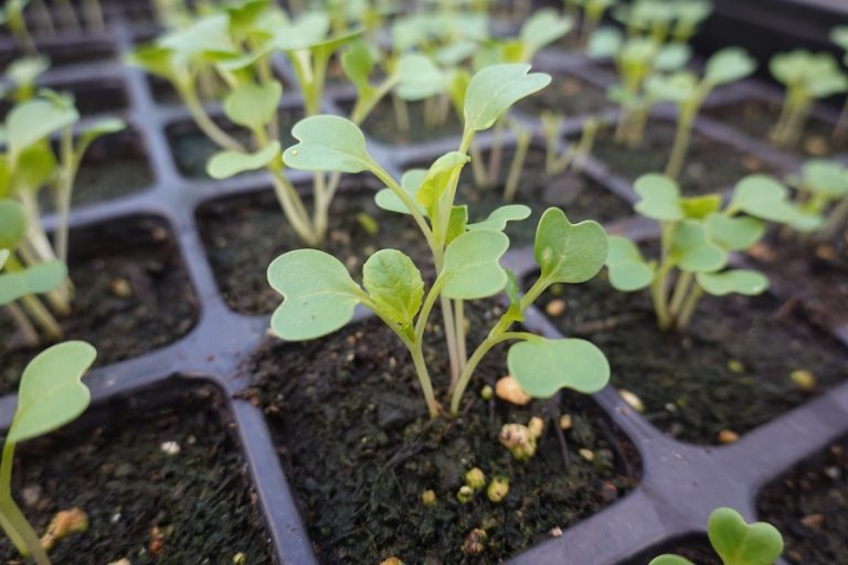 January 2026 gardening tips Lowcountry garden prep