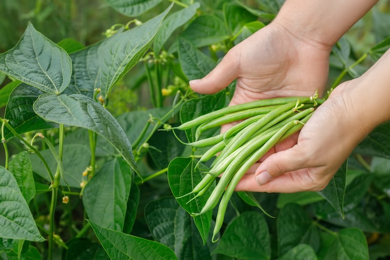 farmer hands holding heap of picked green beans with vegetable garden on the background