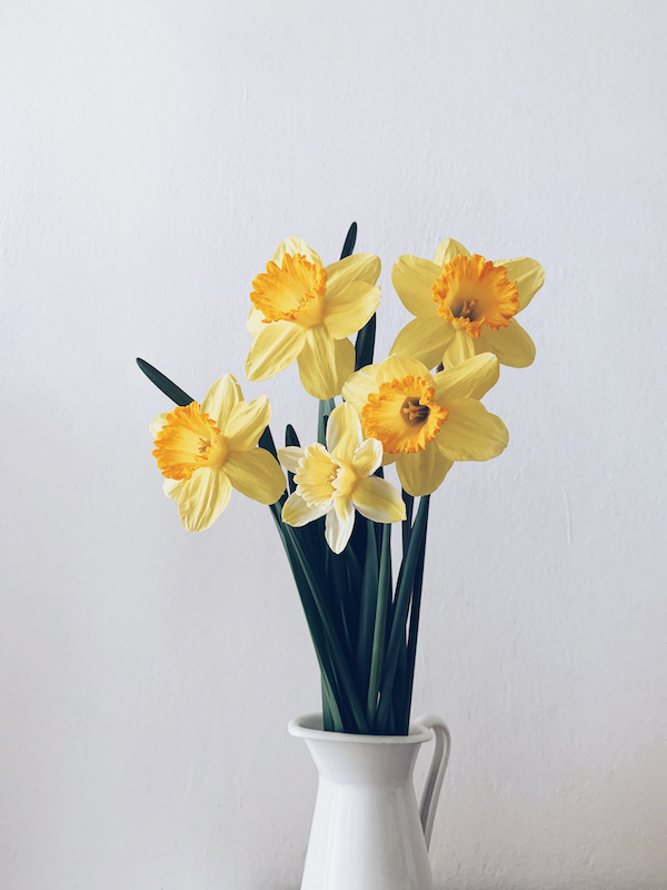 Daffodils Big Fish how to grow daffodils in Lowcountry gardening tips