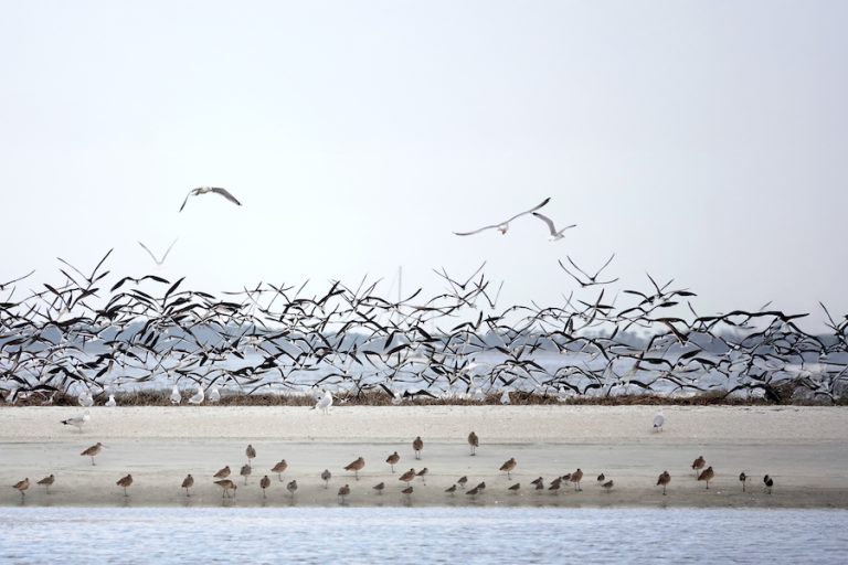 February Lowcountry Almanac winter weather predictions fishing astronomical events gardening