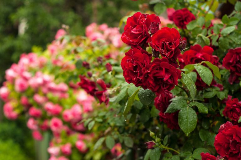 Grow roses in your garden with tips from local professional horticulturalist Suzanne Barton