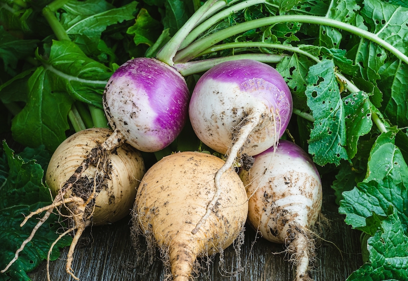 Harvest turnips in Lowcountry February 2026 Almanac gardening