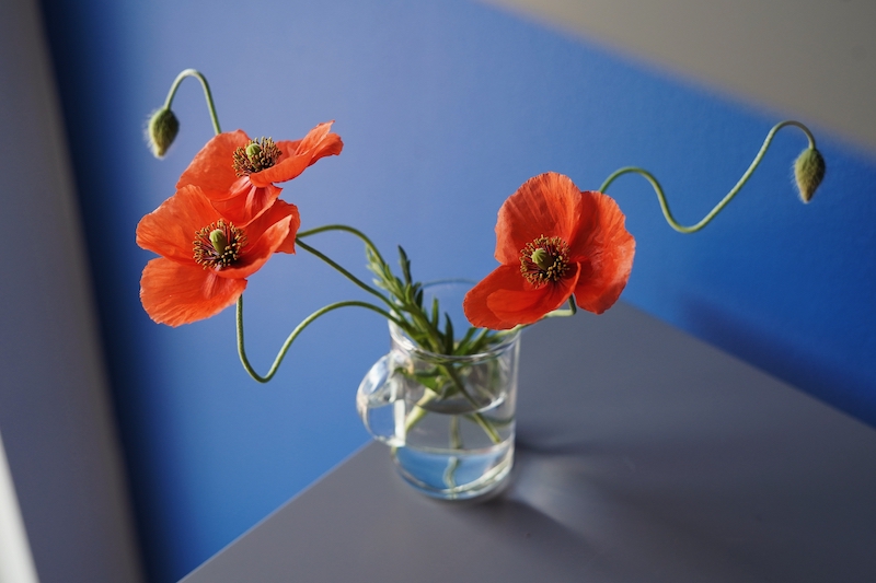 Poppies in a vase Wizard of Oz how to grow poppies in Lowcountry