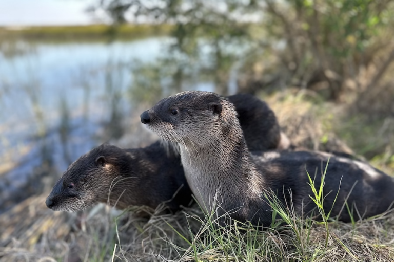 River otters Hilton Head Savannah Wildlife Rescue Center how to spot copy