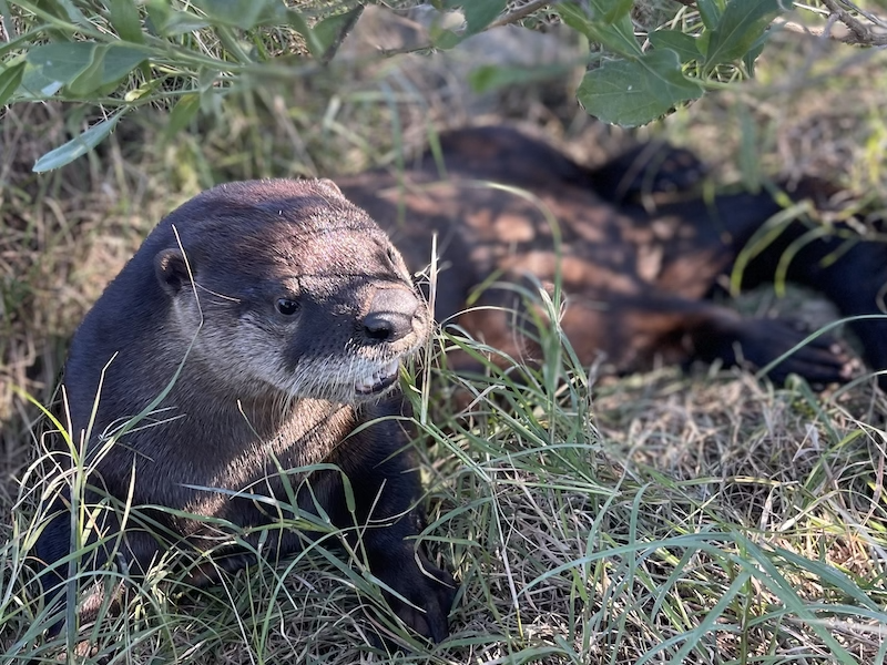 River otters Savannah Wildlife Rescue Center Vinny outside river Hilton Head