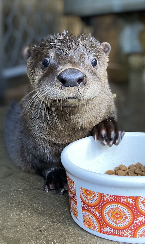 Savannah Wildlife Rescue Center otter Cory