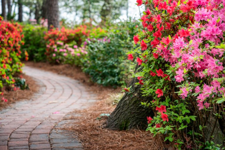 Azaleas blooming in Lowcountry spring 2026 gardening tips