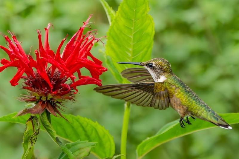Bee Balm, pollinator-friendly garden spring 2026