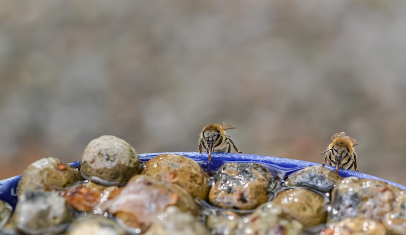 Bees drinking from water station gardening landscaping tips spring 2026
