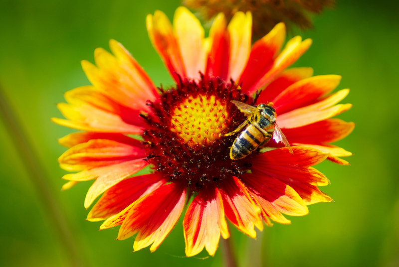 Blanket Flower pollinator-friendly garden spring 2026