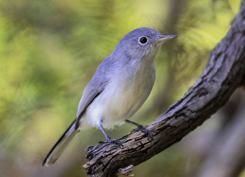 Blue-gray gnatcatcher Lowcountry Hilton Head Island spring migration birdwatching