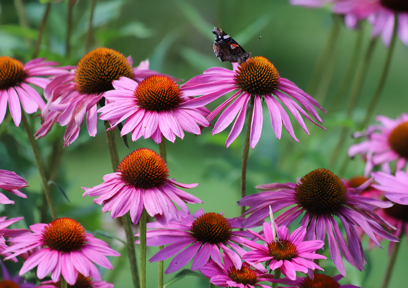 Coneflower pollinator-friendly garden spring 2026