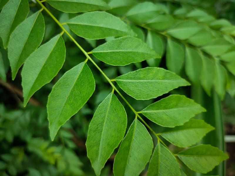 Curry leaf herb garden for Asian cooking at home