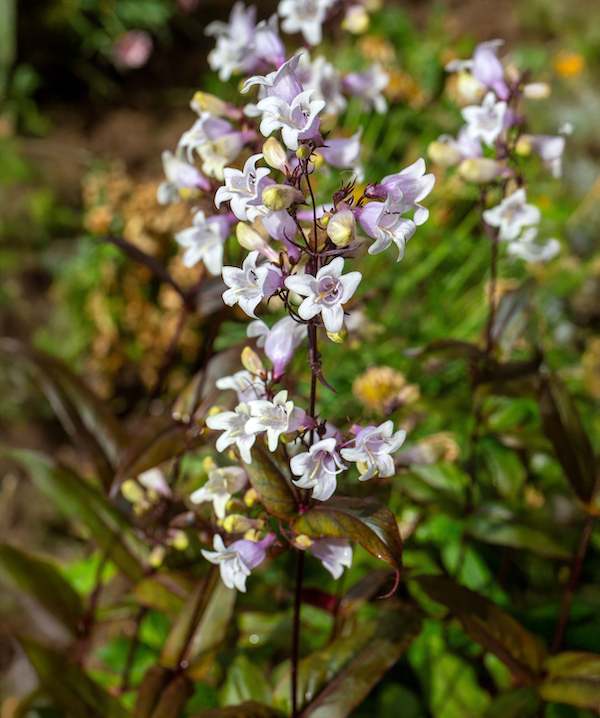Eastern beardtongue pollinator favorite plant on sale at the Coastal Discovery Museum Spring Plant Sale 2026