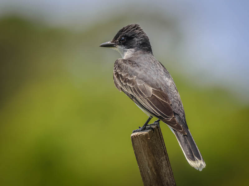 Eastern kingbird Lowcountry Hilton Head Island spring migration birdwatching