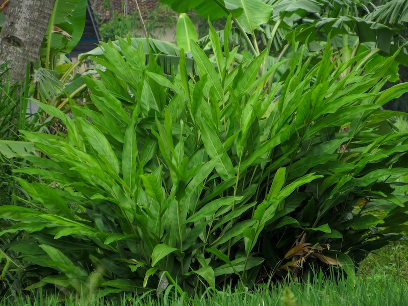 Galangal herb garden for Asian cooking at home