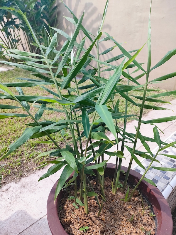 Lemongrass herb garden for Asian cooking at home
