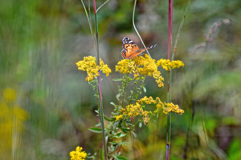 Bees, butterflies, wasps and migrating pollinators preparing for winter
