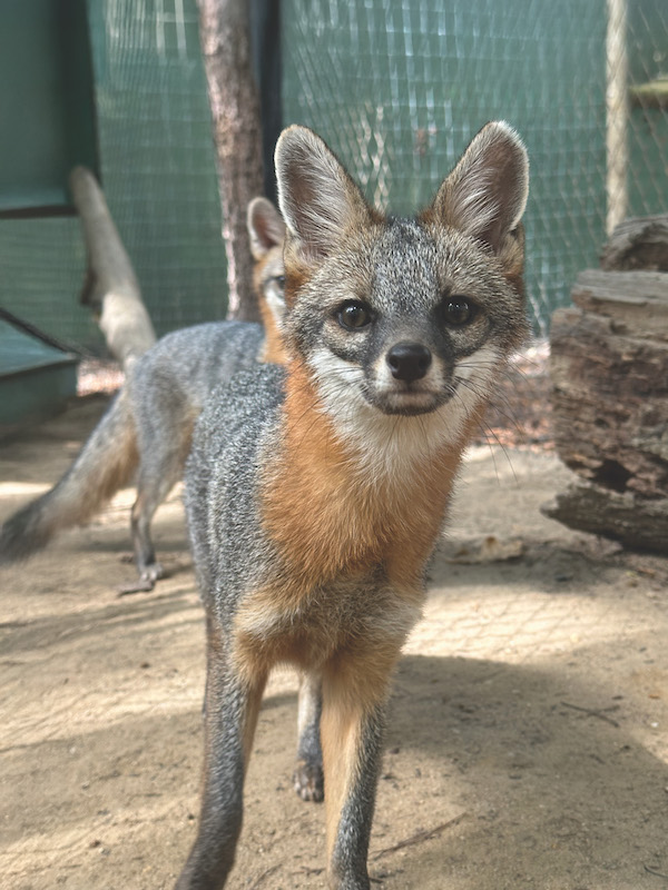 Gray fox at the Savannah Wildlife Center Lowcountry animals