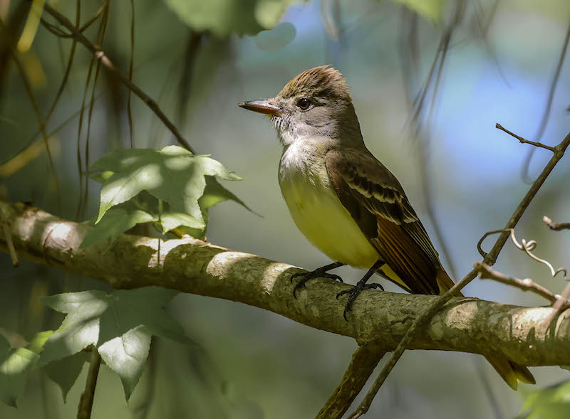Great crested flycatcher in tree Lowcountry Hilton Head Island migration birdwatching