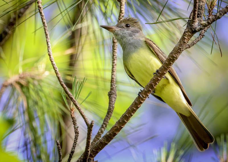 Great crested flycatcher on branch Lowcountry Hilton Head Island migration birdwatching